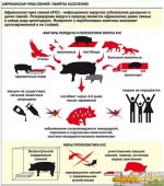 Профилактическая работа по информированию жителей, направленная на предотвращение африканской чумы свиней