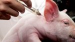 Информация об эпизоотической ситуации  по африканской чуме свиней в Российской Федерации  по состоянию на 16.10.2023