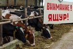 Первоочередные действия при подозрении на ящур